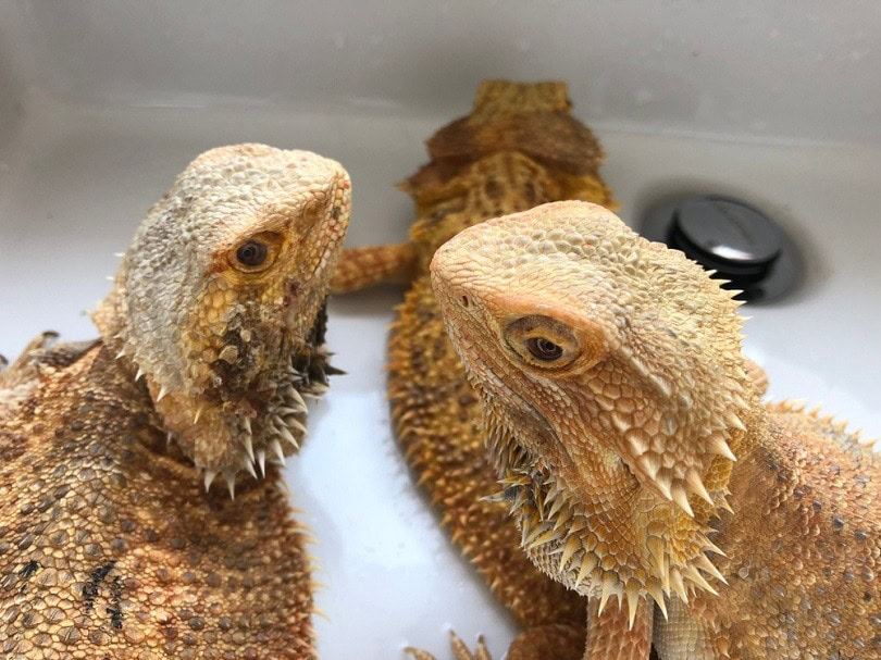 bearded-dragons-breeding_Sineenuch-J_shutterstock