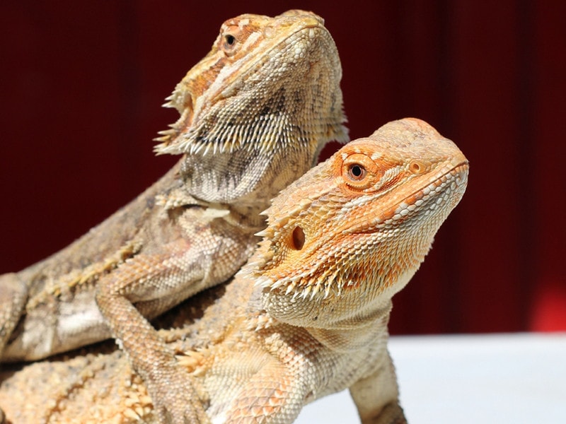 bearded dragons mating