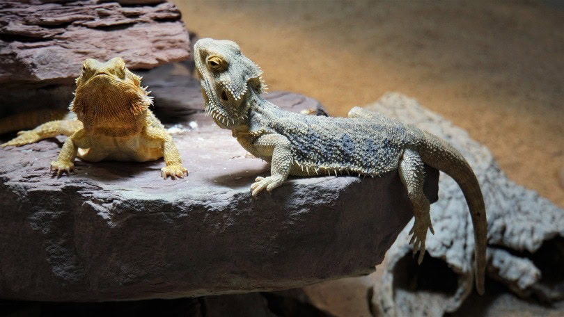 bearded-dragons_Mylene2401_Pixabay