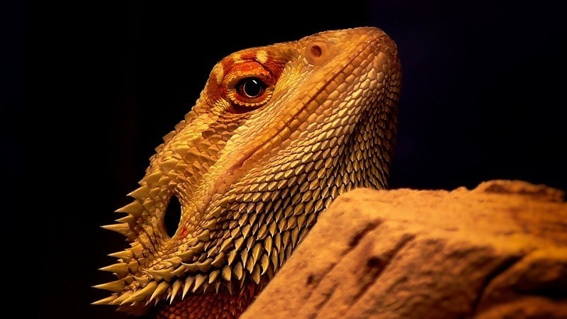 beardeddragon