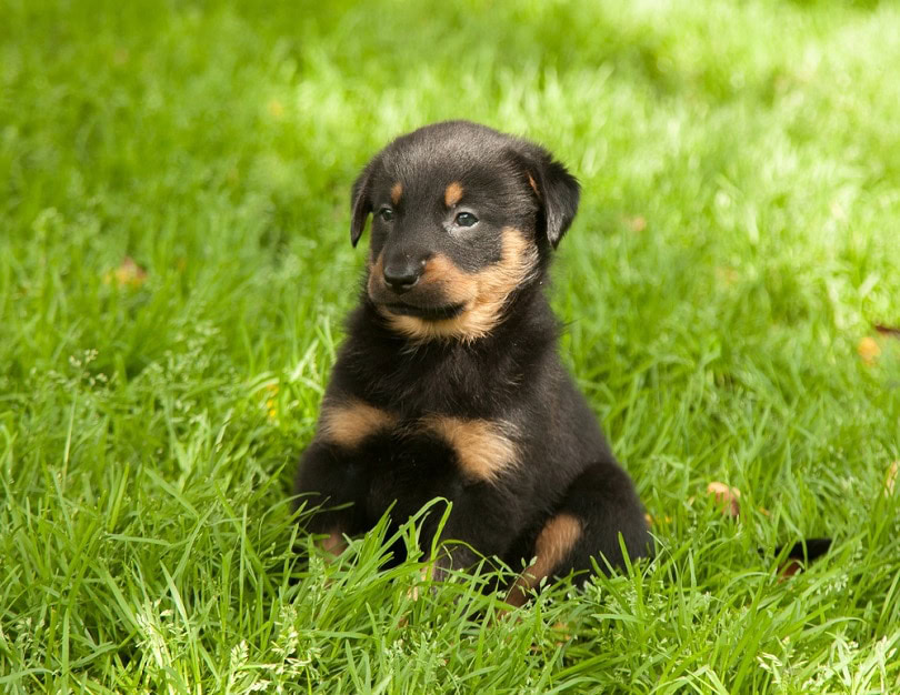 beauceron-puppy_Rutina_shutterstock