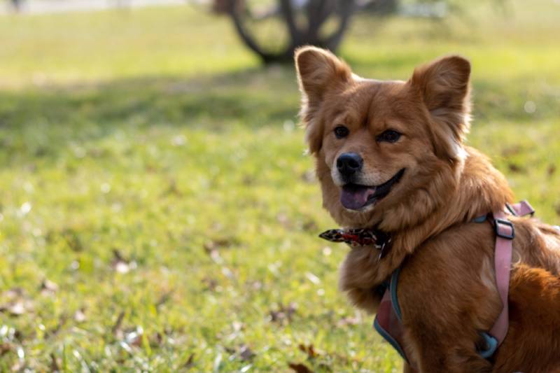 beautiful Chorgi (chow chow corgi mix) dog enjoying sun