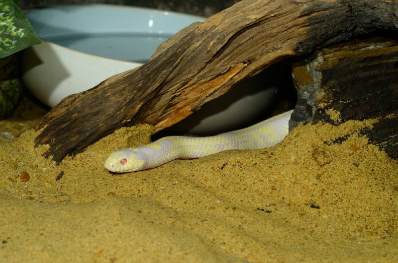 beautiful albino California kingsnake in a terrarium tank