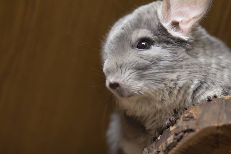 beautiful chinchilla sitting on a wooden shelf in a cage