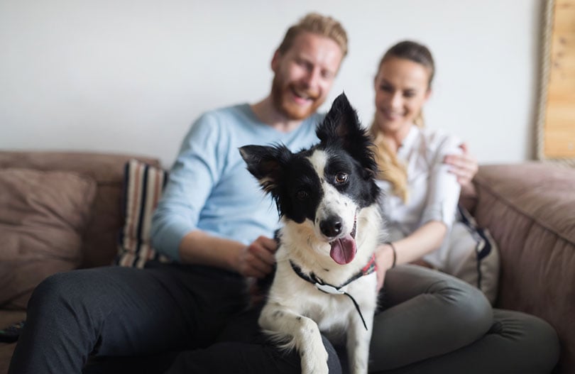 beautiful couple relaxing at home and loving their dog