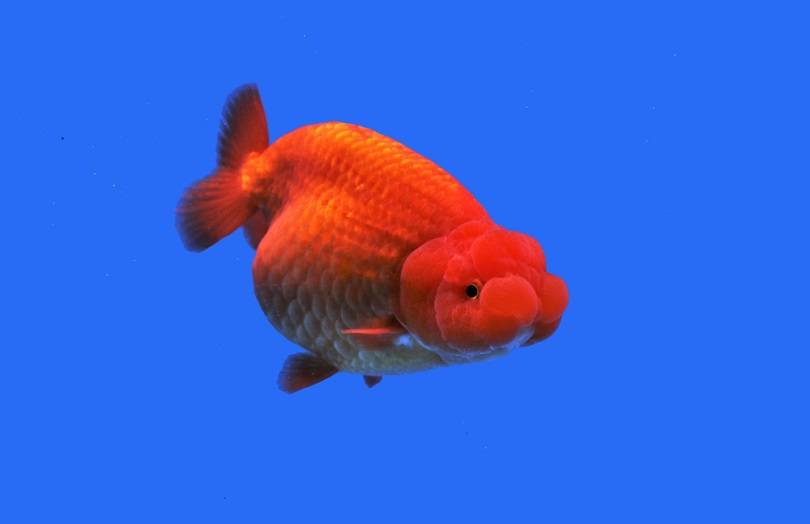 beautiful red lionhead goldfish_Arunee Rodloy_shutterstock