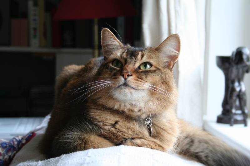 beautiful somali cat sitting by the window
