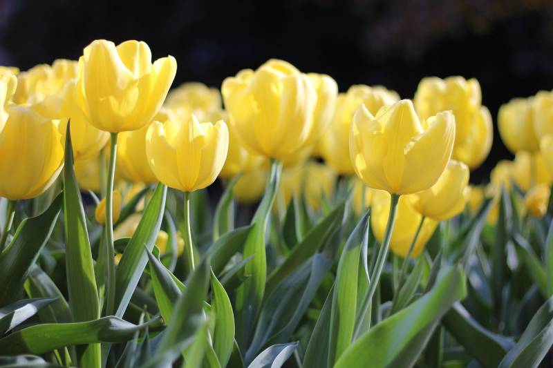 beautiful yellow tulips