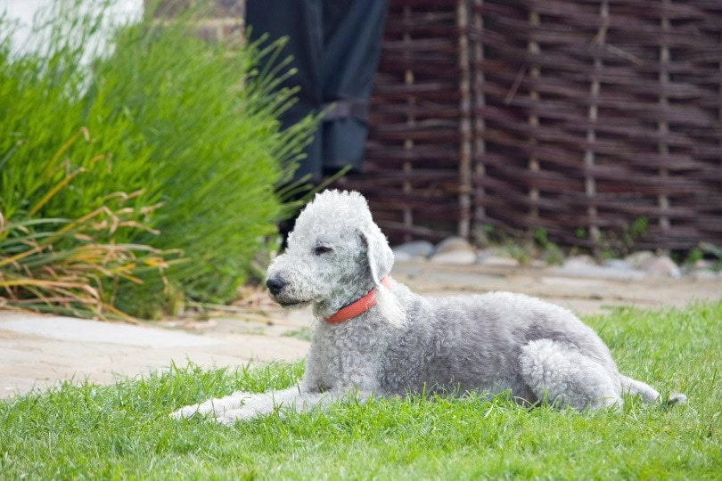bedlington-terrier_No-longer-here_Pixabay