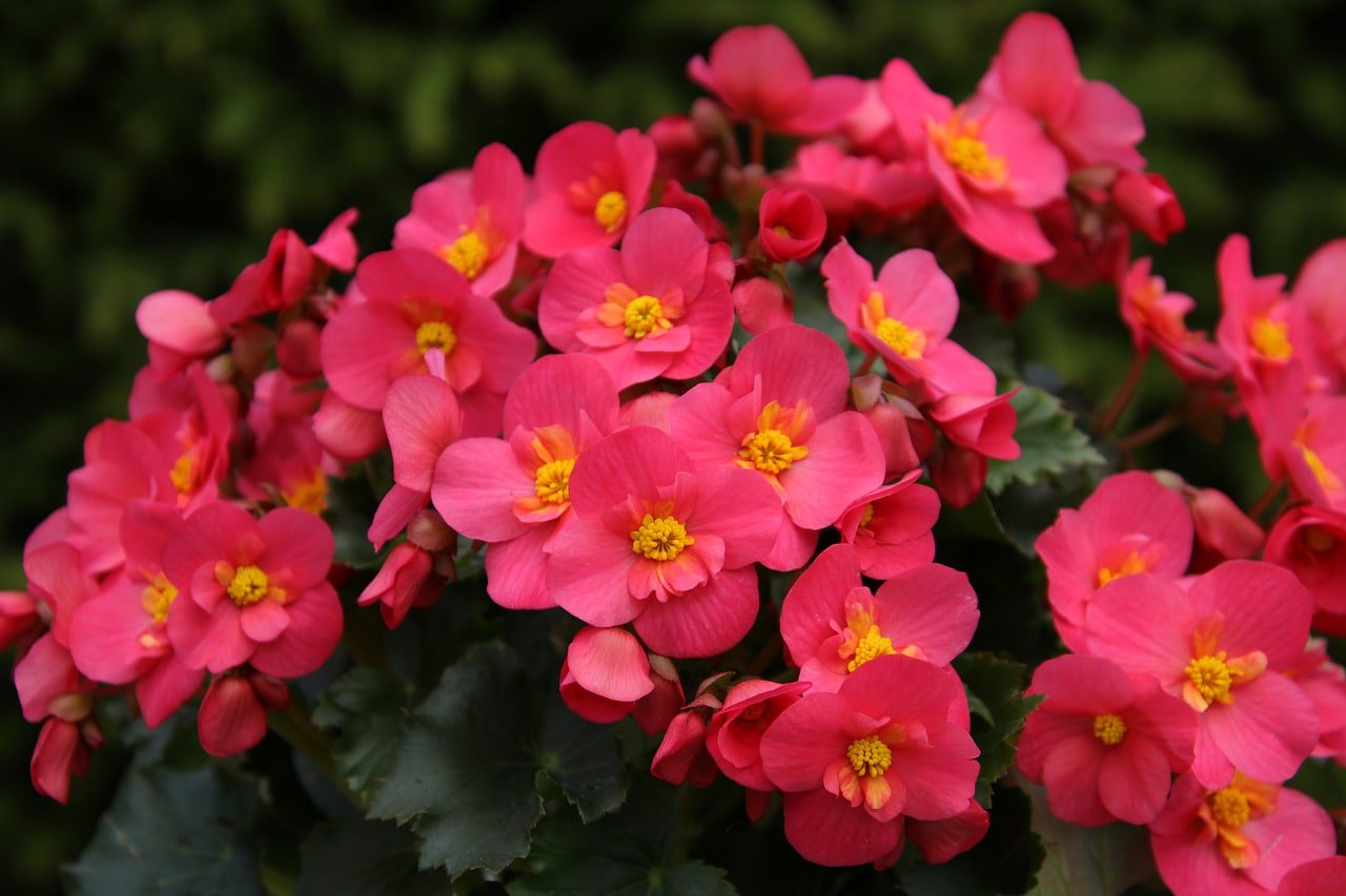 begonia flowers