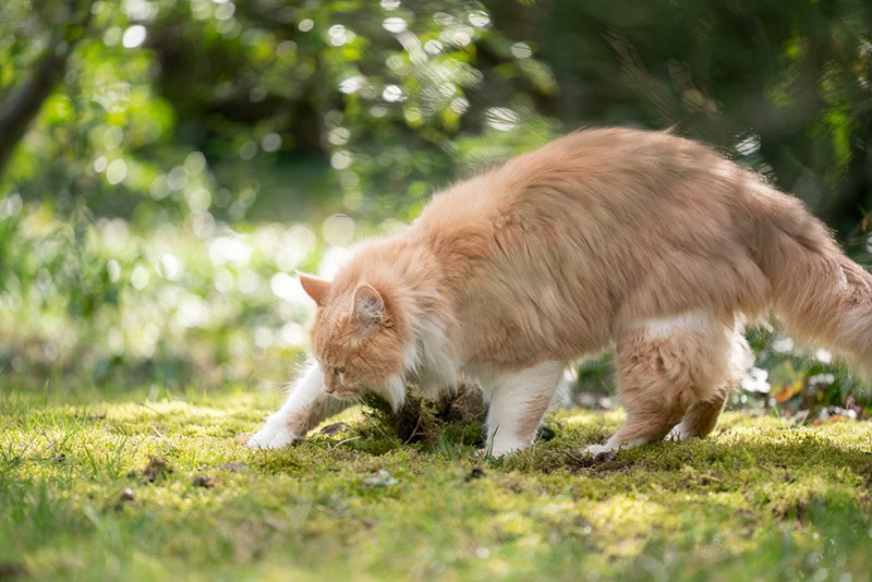 beige cream colored maine coon cat digging in moss