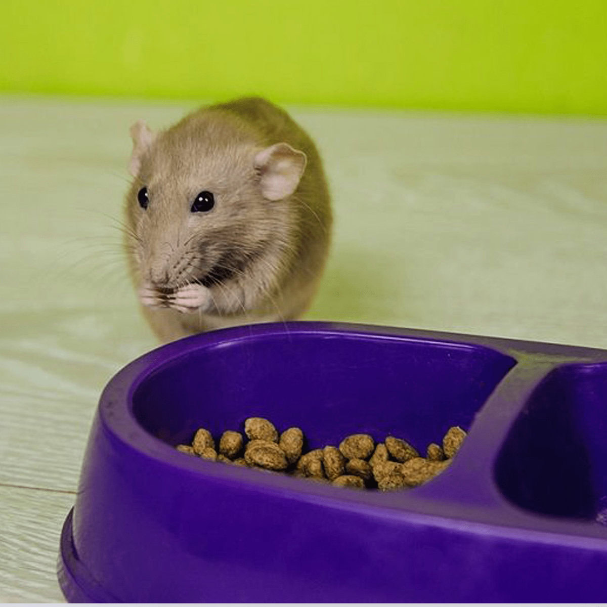 beige rat sits on food bowl