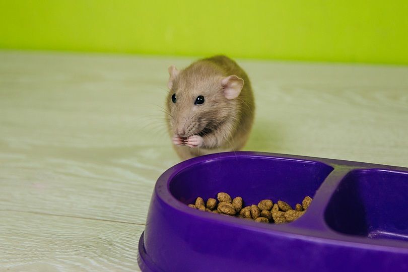 a rat eating food