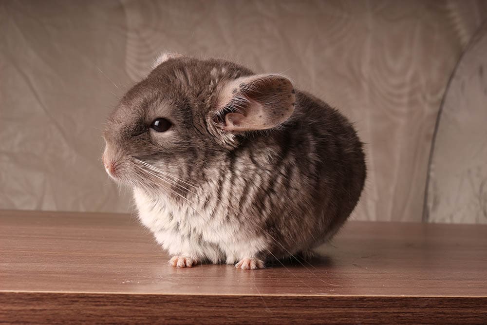 beige velvet chinchilla
