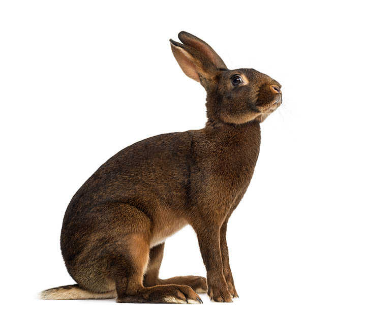 Belgian Hare on white background