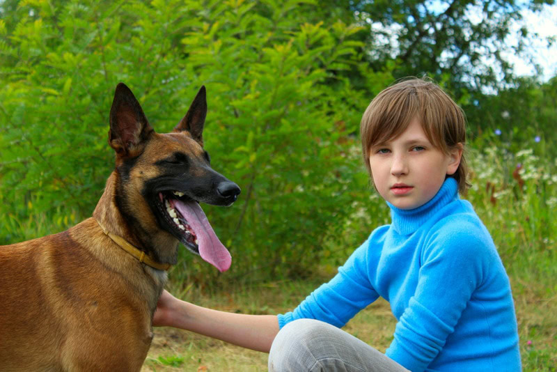 belgian malinois dog playing with young girl
