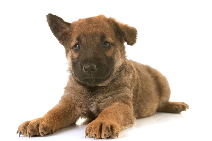 belgian shepherd laekenois puppy_cynoclub_Shutterstock
