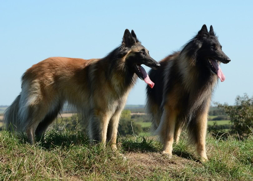 belgian shepherd_SnottyBoggins_Pixabay