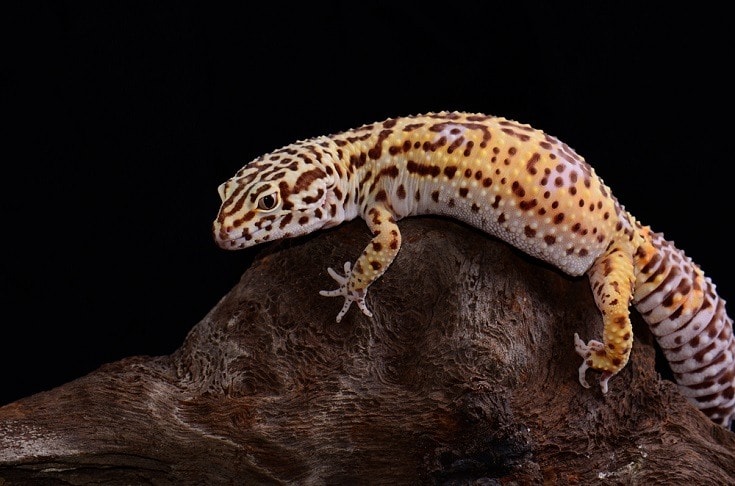 bell albino leopard gecko