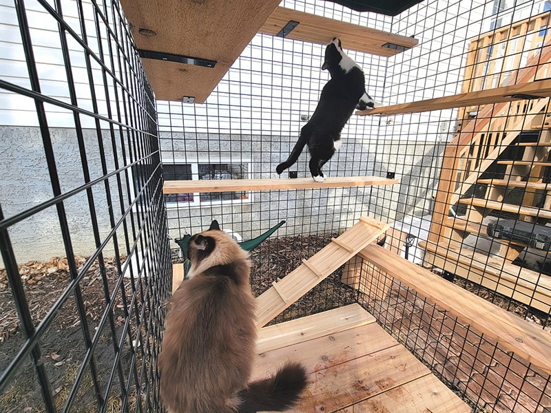 belle and arlo exploring the habitat haven my own den petit enclosure