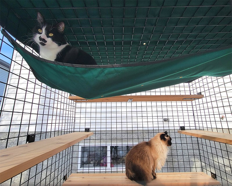 belle and arlo in the habitat haven my own den petit enclosure