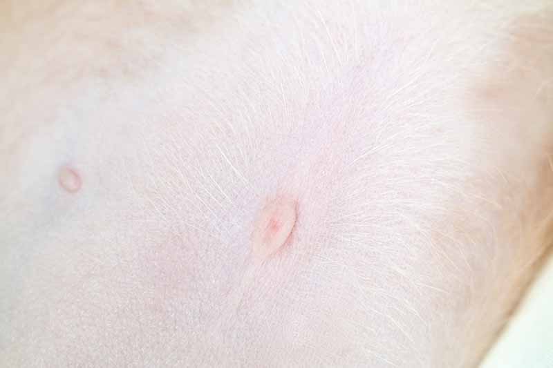 belly button of a puppy