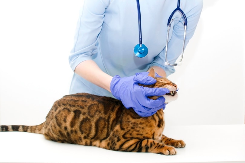 bengal cat dental care