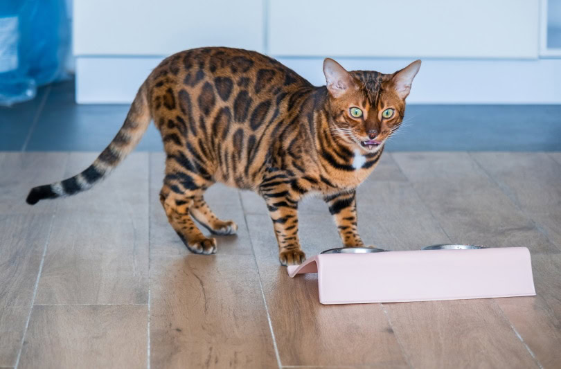 bengal cat eating