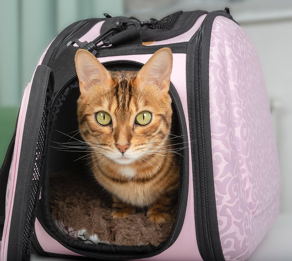 bengal cat in a carrier