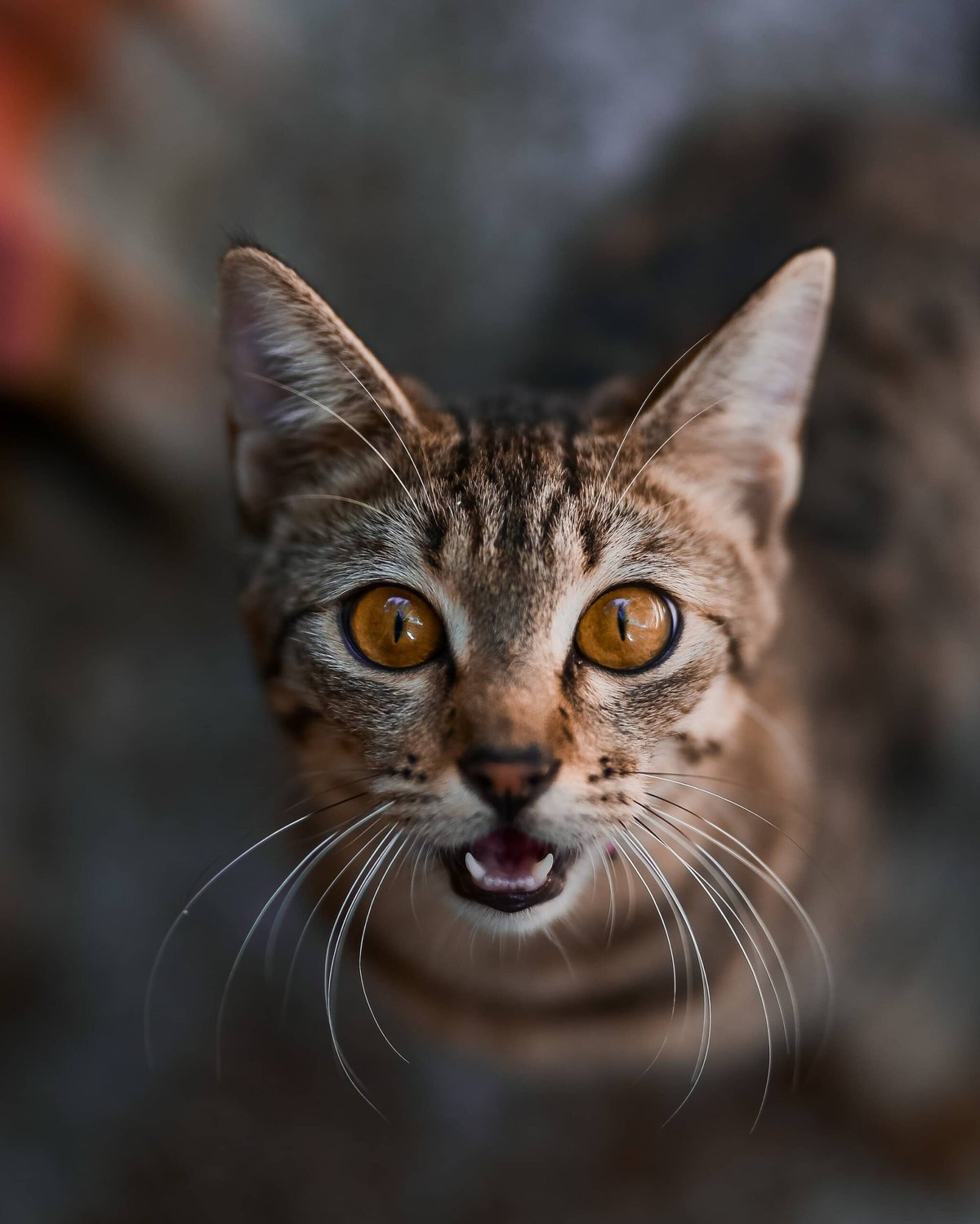 bengal cat face