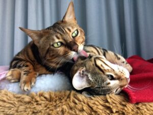 Why Do Cats Lick Each Other? 3 Likely Reasons | The Vet Desk