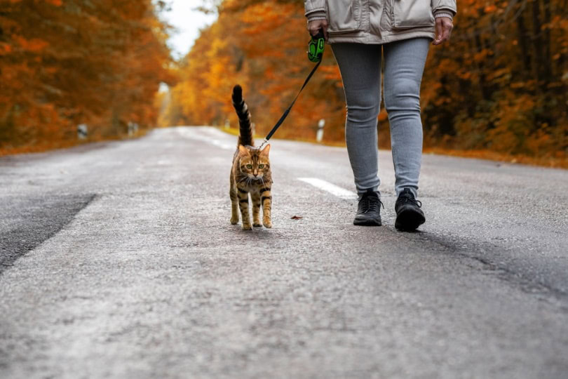 bengal cat on a leash walking