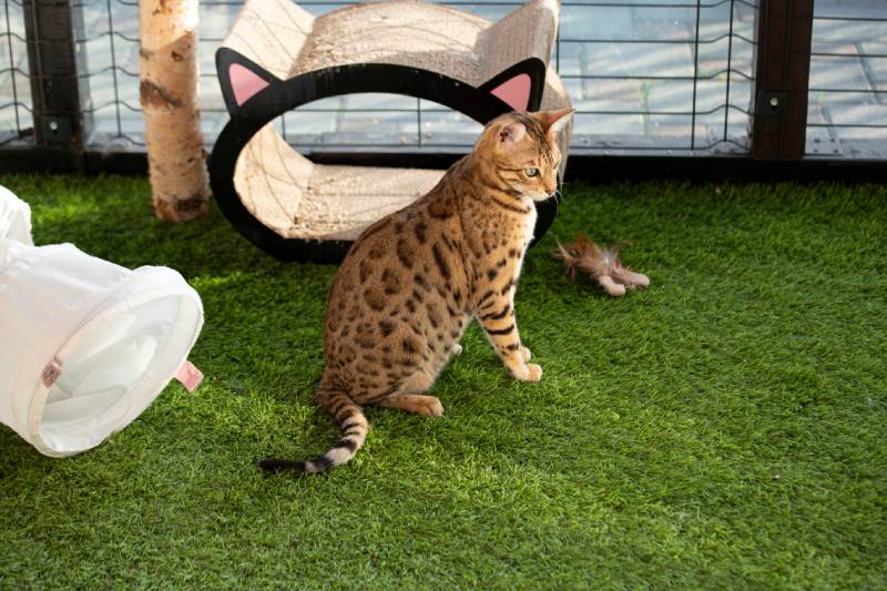 bengal cat sitting in a catio