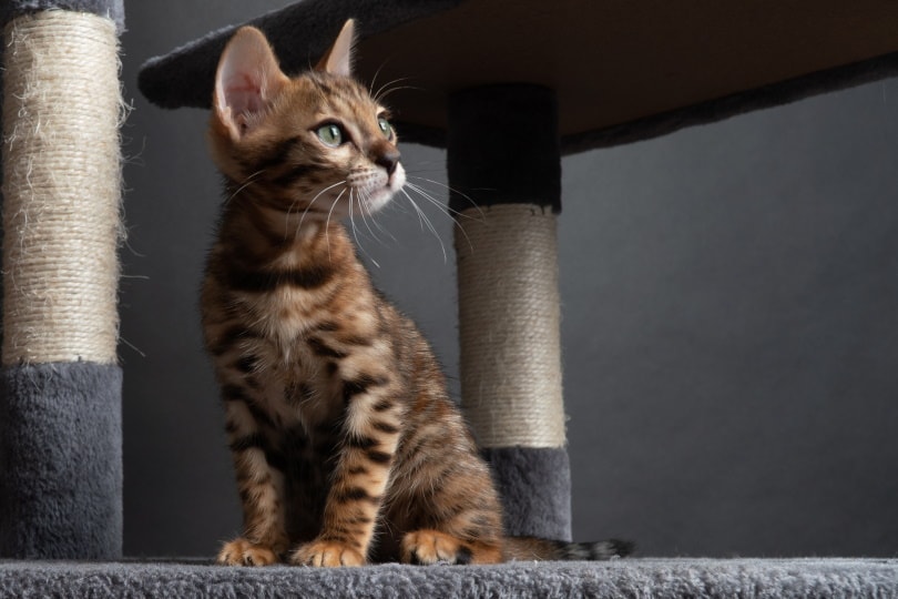 bengal cat sitting on cat tree