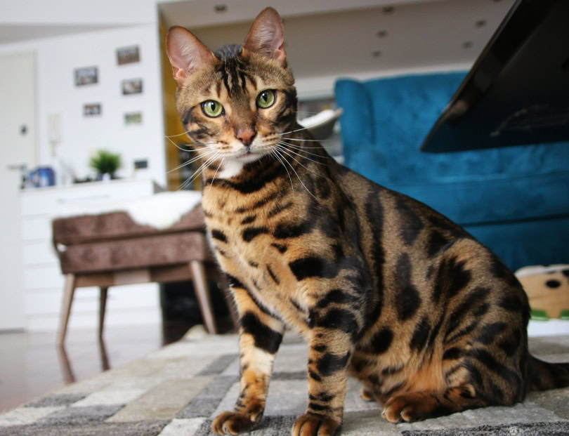 bengal-cat-sitting