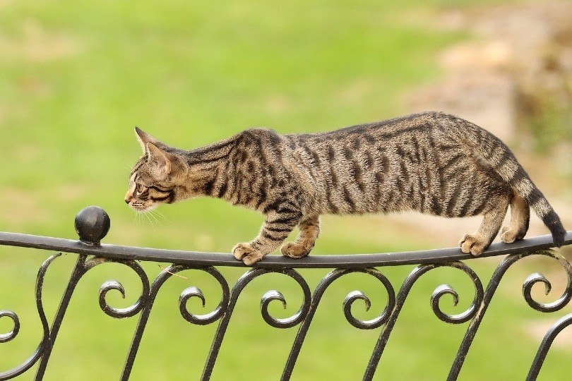 bengal cat walking on a fence