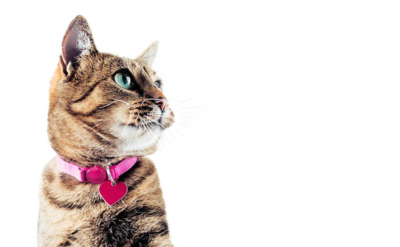 bengal cat wearing pink breakaway collar