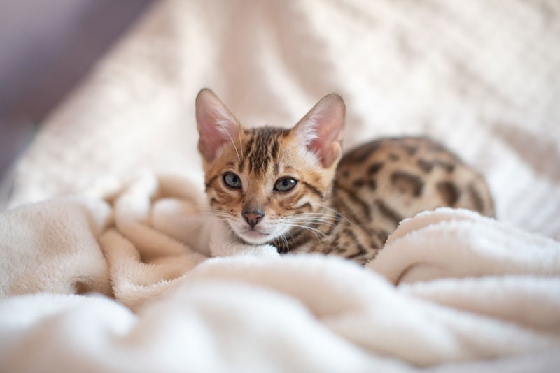 bengal kitten lying on white blanket