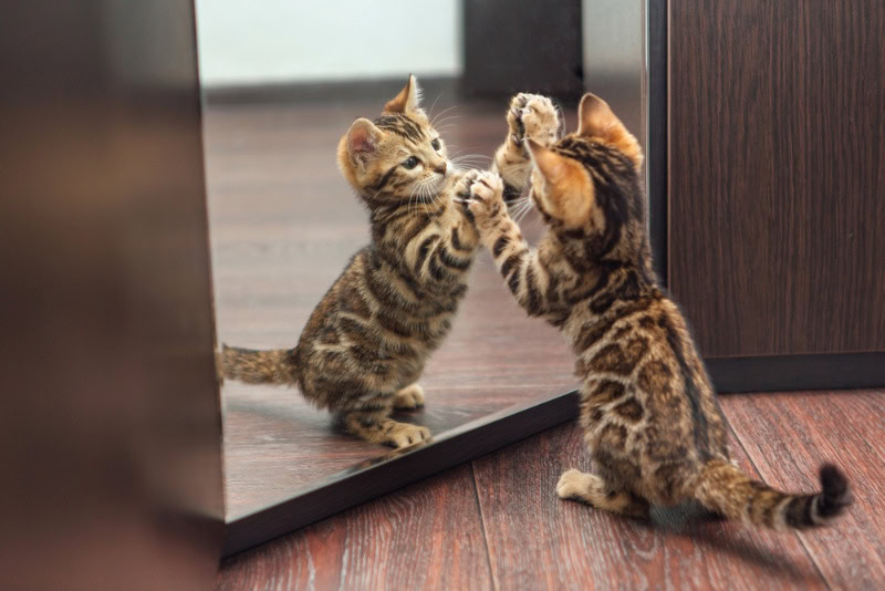 bengal kitten scratching the mirror