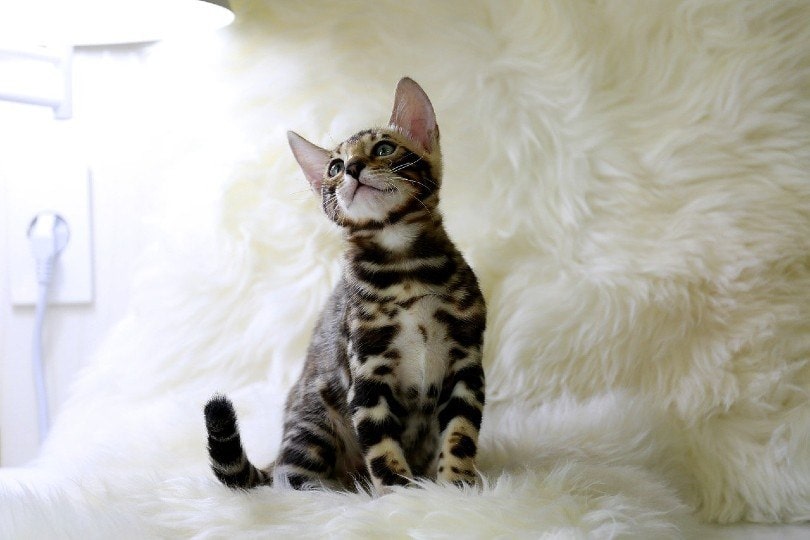 bengal kitten