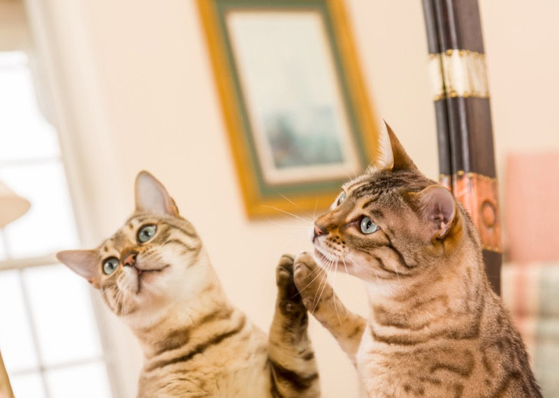 bengal cat touching the mirror with its paw