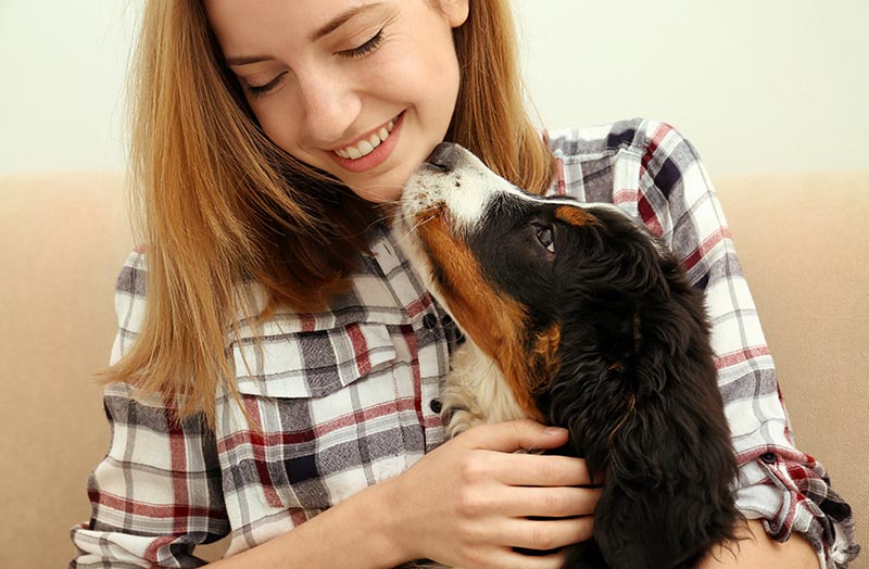 bernese dog cuddling with his owner