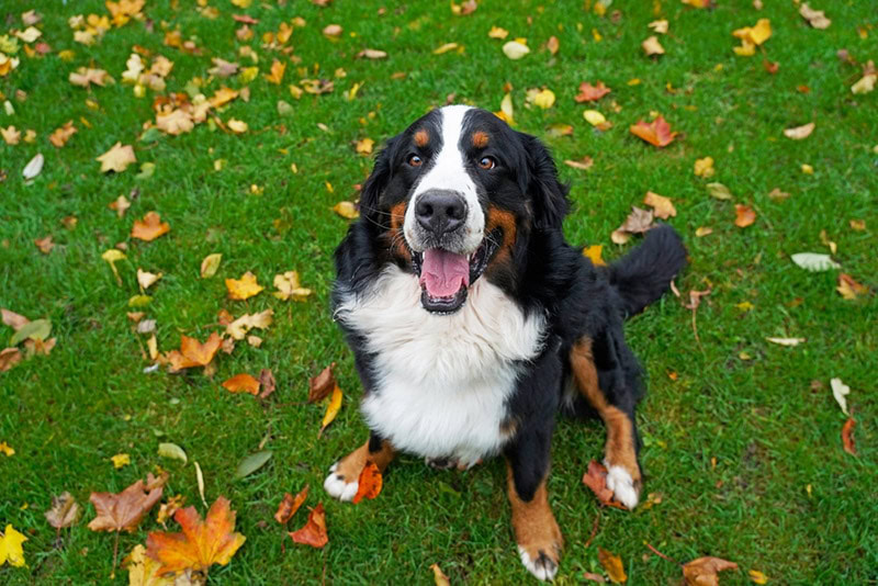 bernese mountain dog sitting outdoors