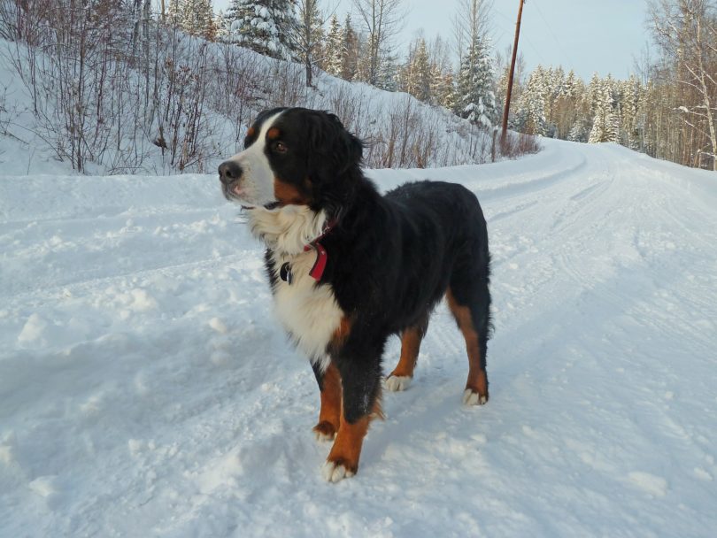 bernese mountain dog_Pixabay