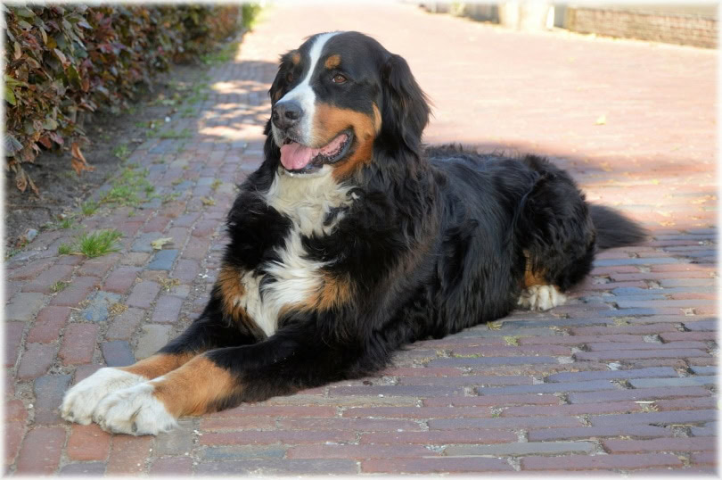 bernese mountain dog_PublicDomainPictures_Pixabay