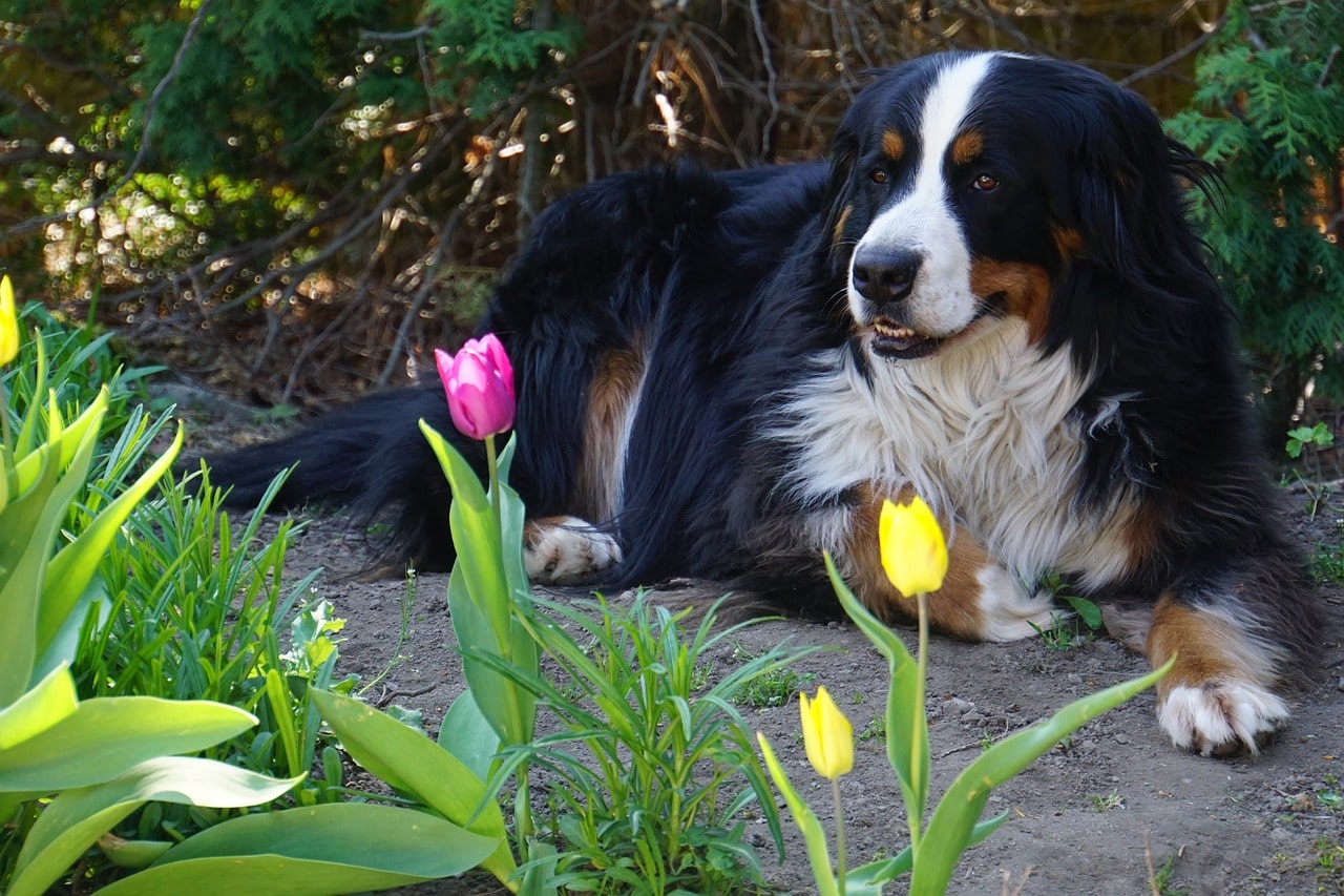 bernese-mountain