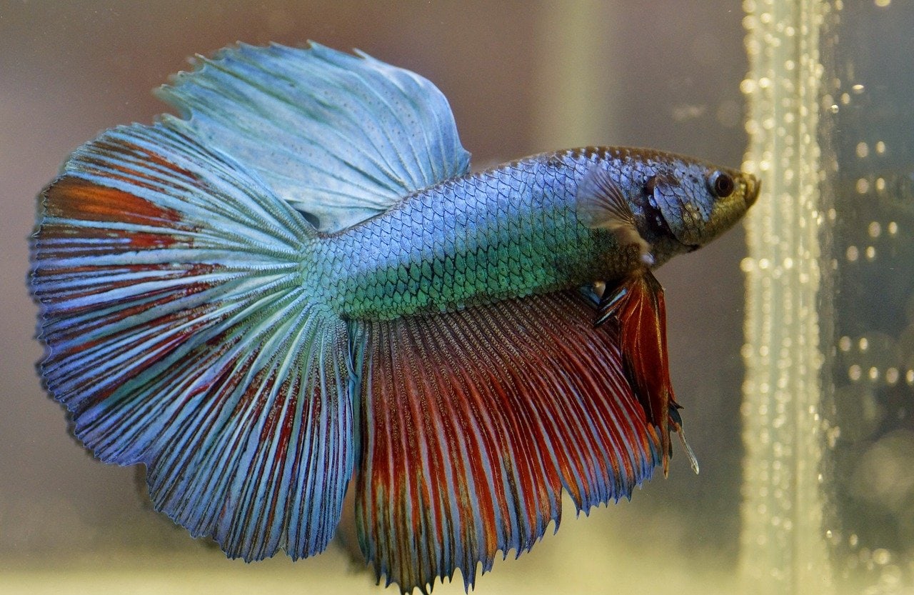betta fish