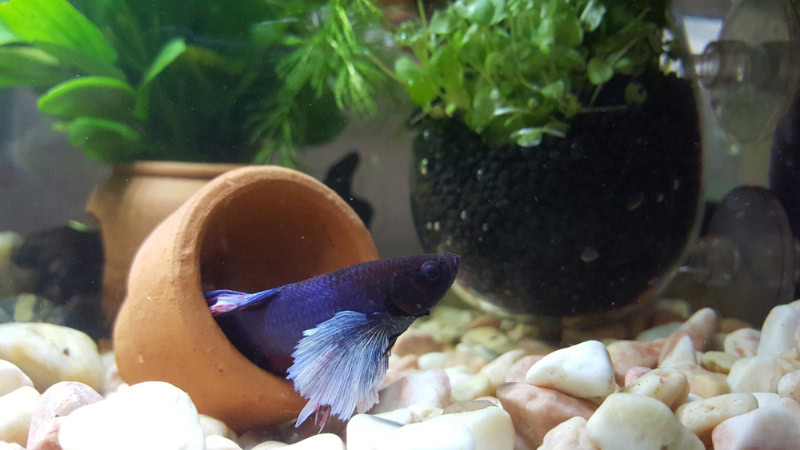 betta fish coming out from a pot in aquarium