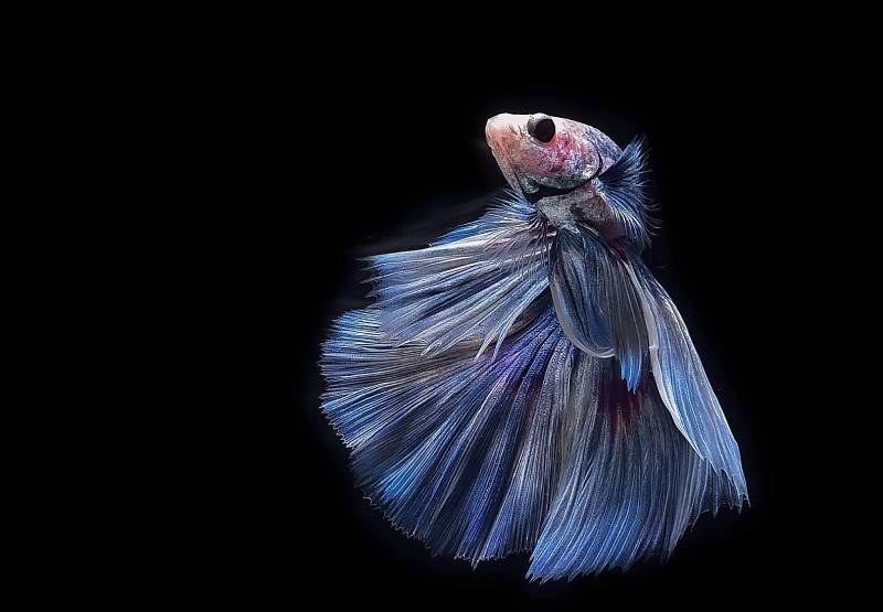 betta fish flaring