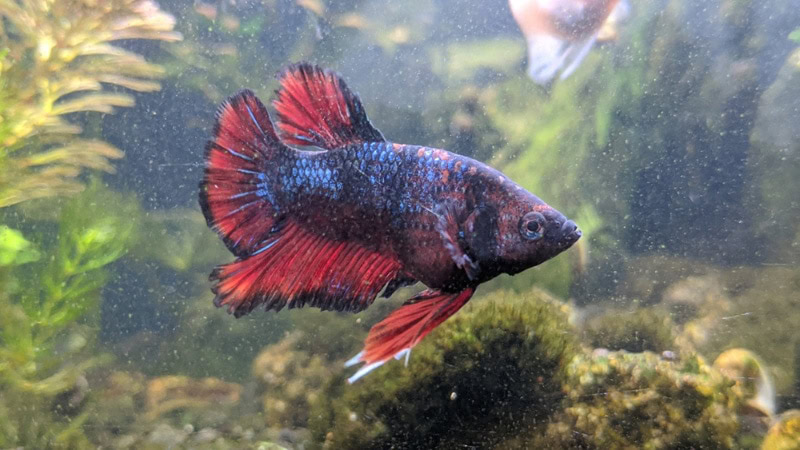 betta fish in a dirty aquarium
